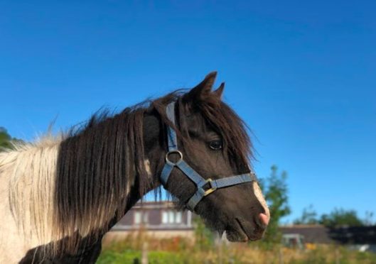 Merida the pony needs some TLC.