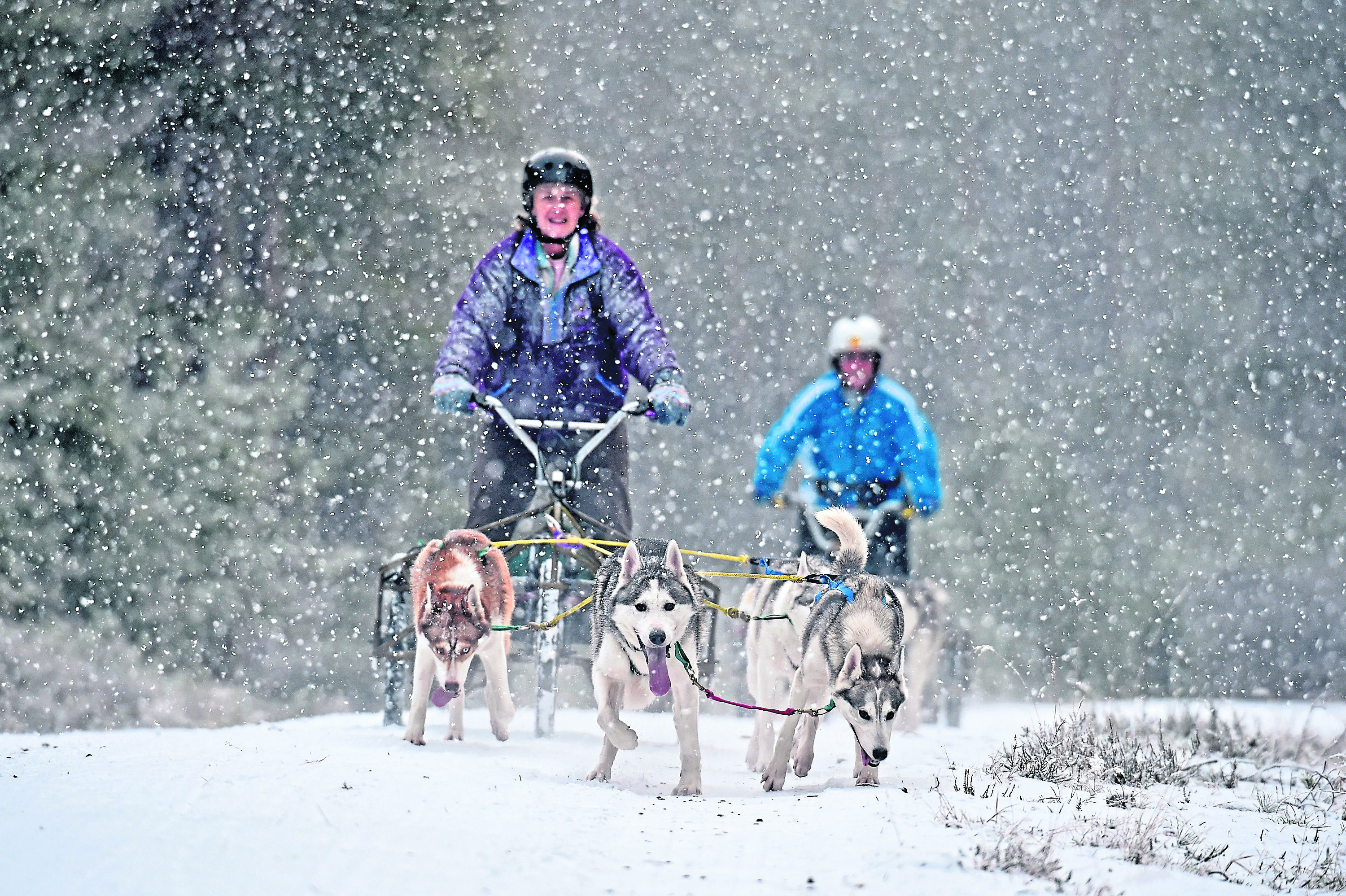 Sledders and their huskies practice at a forest course ahead of the Aviemore Sled Dog Rally near Aviemore.