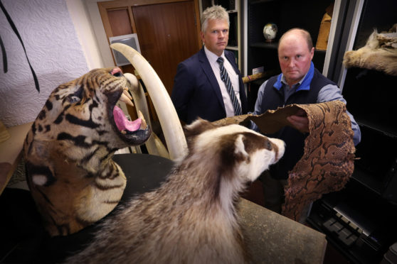 Police wildlife crime specialists in Scotland also work to protect some of the most endangered creatures on the planet.

The trade in endangered species falls under the remit of the Scots wildlife team.


Det Sgt Robert More and PC Charlie Everitt with some seizures made by Police Scotland, including a snow leopard pelt found in a skip in Livingston and a tiger’s head which was advertised for sale online for £3,000.