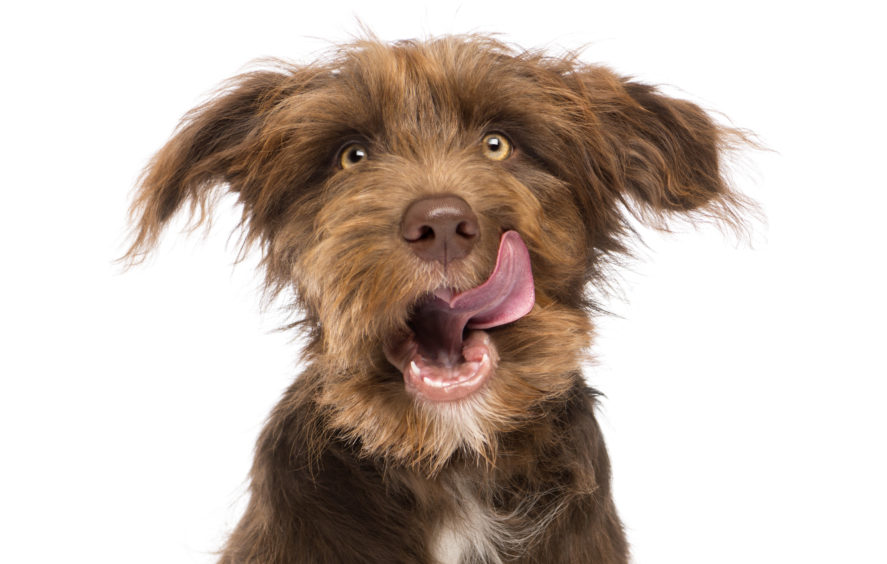 experts-claim-puppies-are-hitting-middle-age-as-they-question-dogs