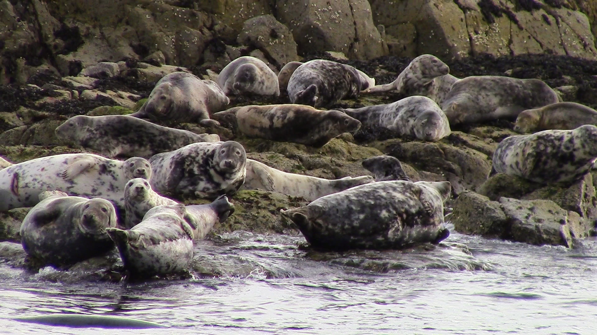Grey seals basking in the sun on a rocky island. Their distinctive song brought back memories of solstice
