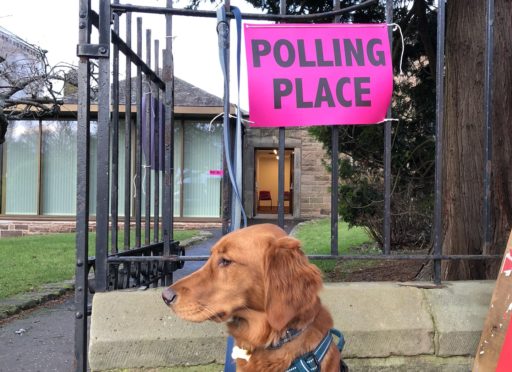 #dogsatpollingstations is back.