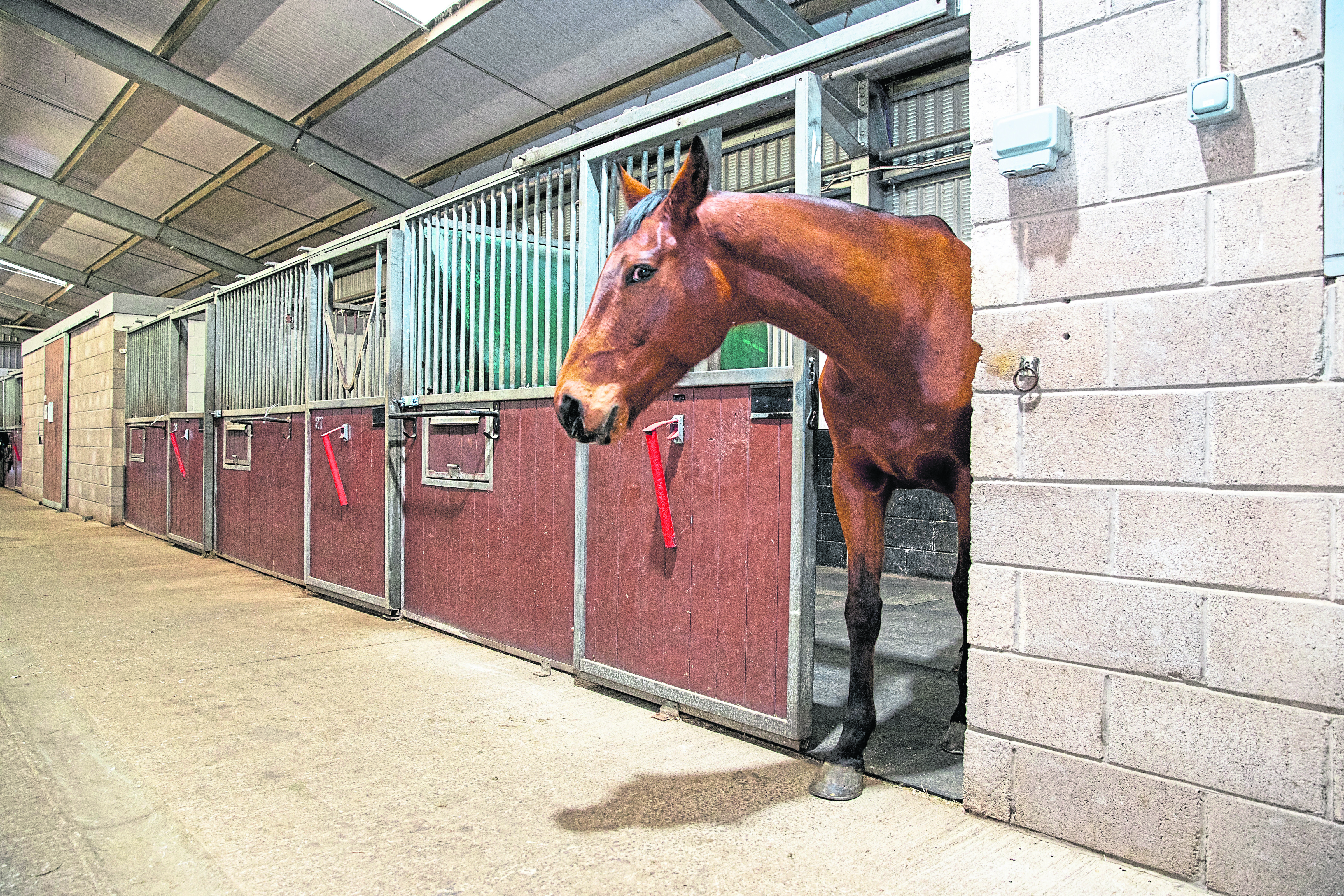 Billy the Horse, one of the smartest horses at the Scottish Equestrian centre, is very good at opening almost anything, including doors that are supposed to be horse proof.