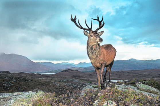 Red deer (Cervus elaphus) stag in west Highland landscape, Lochcarron, Wester Ross, Scotland