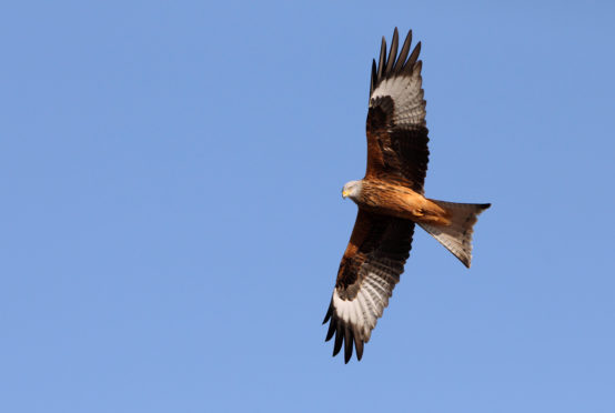 A red kite