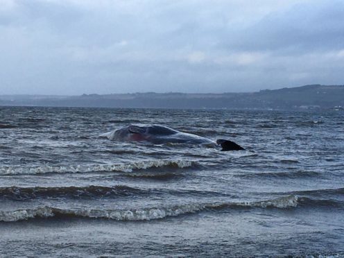 The beached wale washed ashore near Ardersier