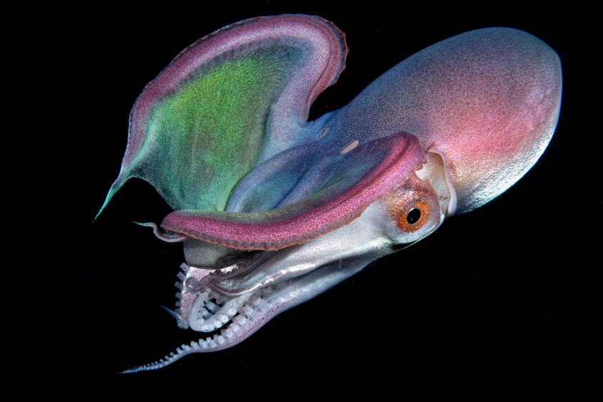 Bausani Paolo - Blanket Octopus