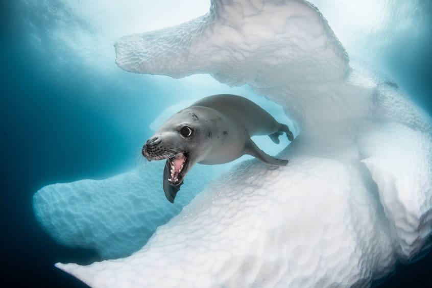 Greg Lecoeur - Crabeater seal