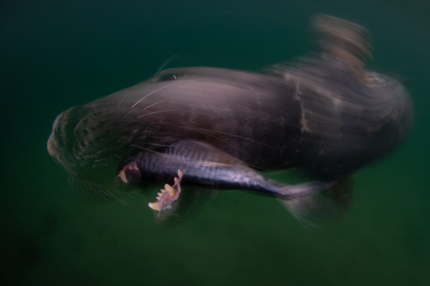 Hungry by Johan Sundelin