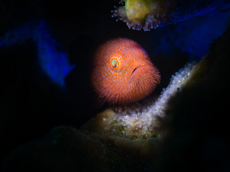 Stan Chen - Ponda Goby with eggs