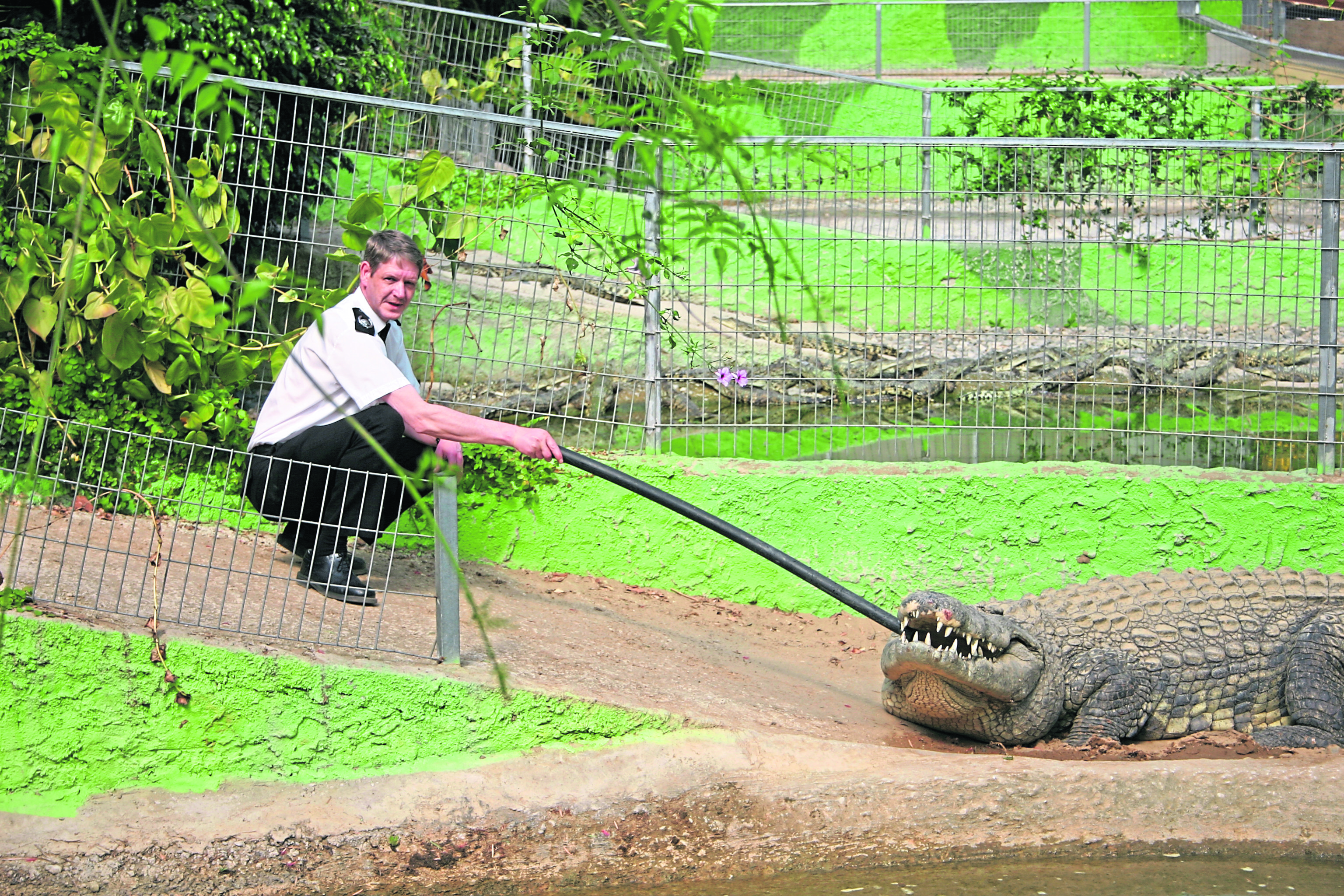 SSPCA chief supt Mike Flynn with Big Daddy, Europe’s biggest crocodile, at Torremolinos animal park