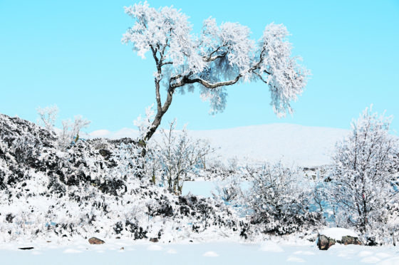 A snow-covered birch tree