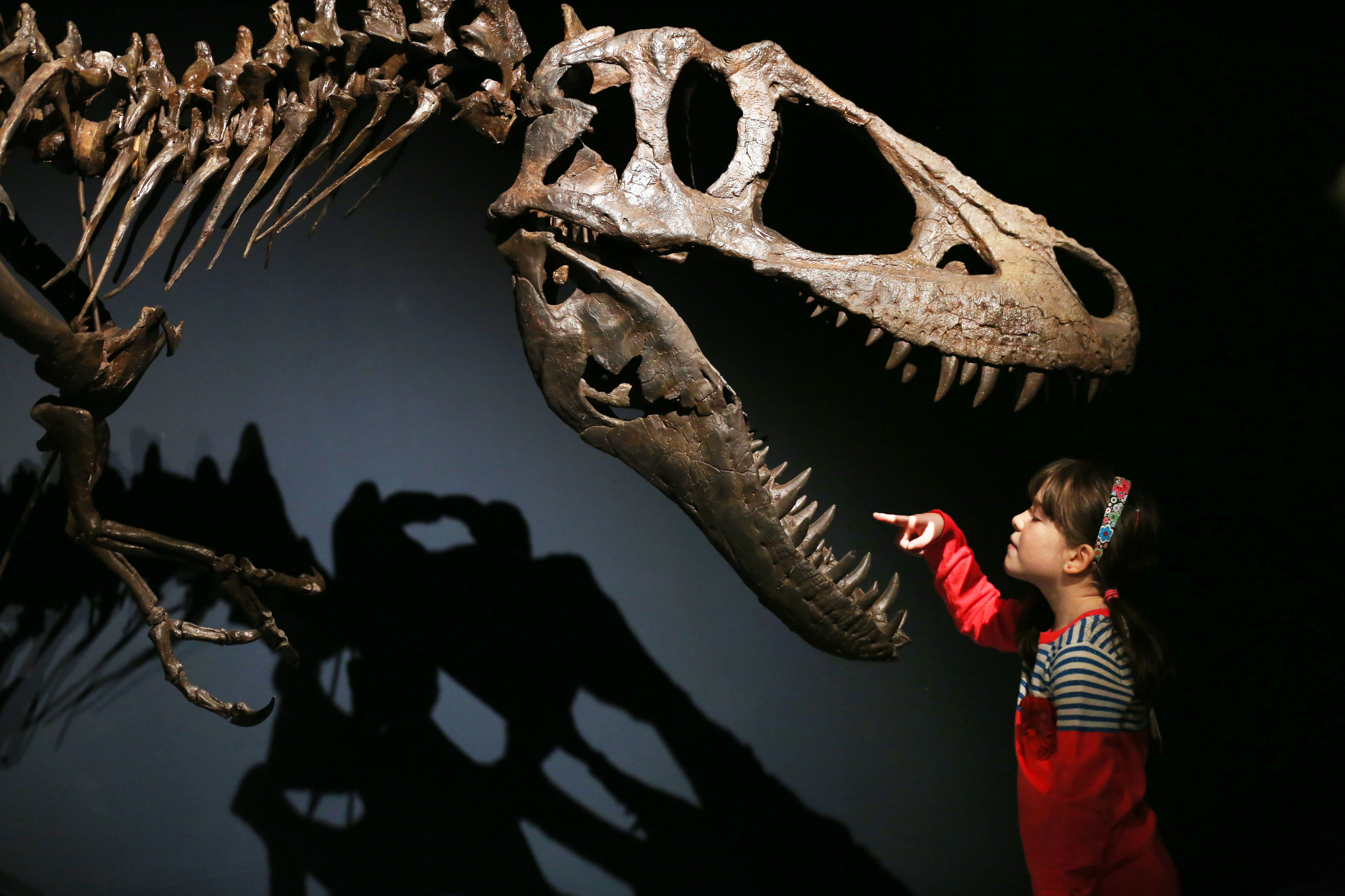 Rosa Connolly gets a sneak preview of the Tyrannosaurs exhibition at the National Museum of Scotland, Edinburgh last week