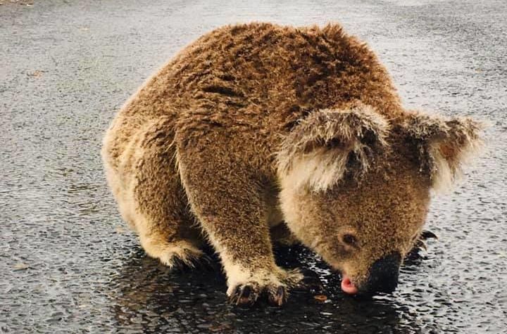 A koala bear quenches its thirst by drinking rainwater off a road near Moree, New South Wales