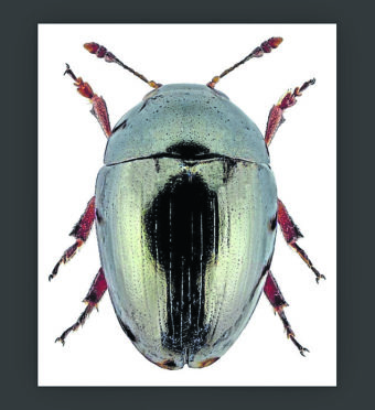 Beetle Olibrus aeneus.
