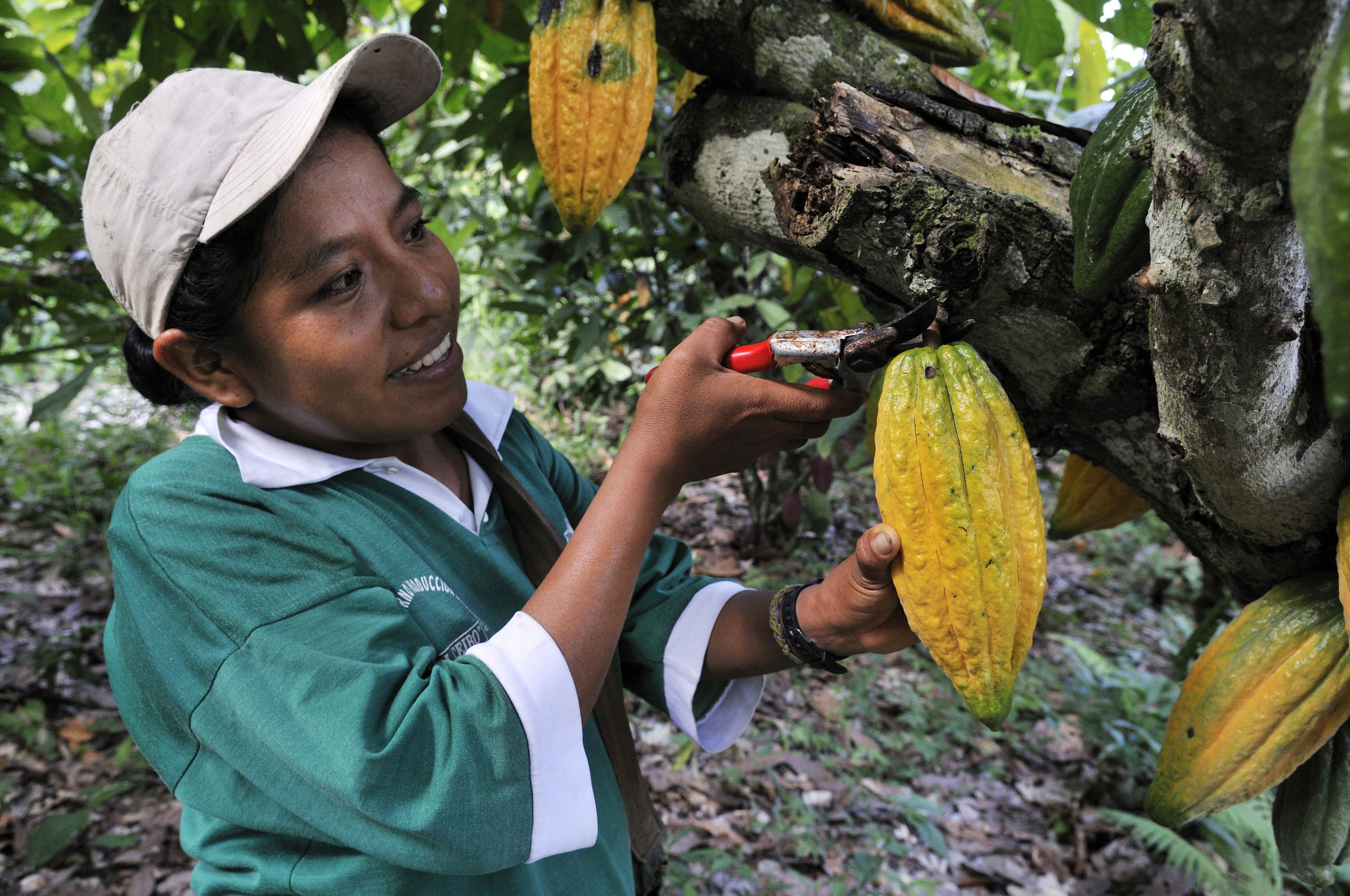 A harvester cuts cocoa bean pods from a tree in Sapecho, Bolivia