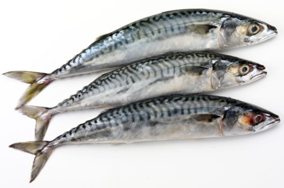 Mackerel