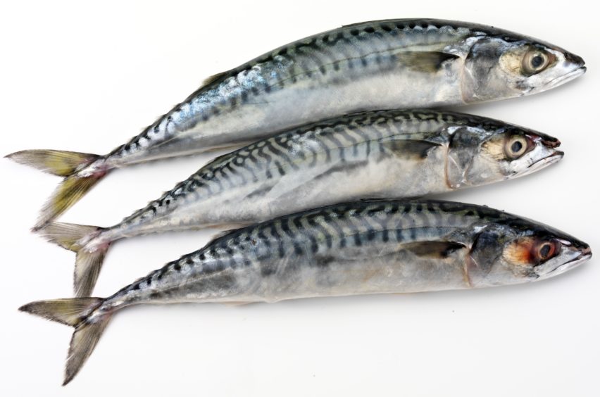 Salmon being threatened by killer mackerel with a voracious appetite