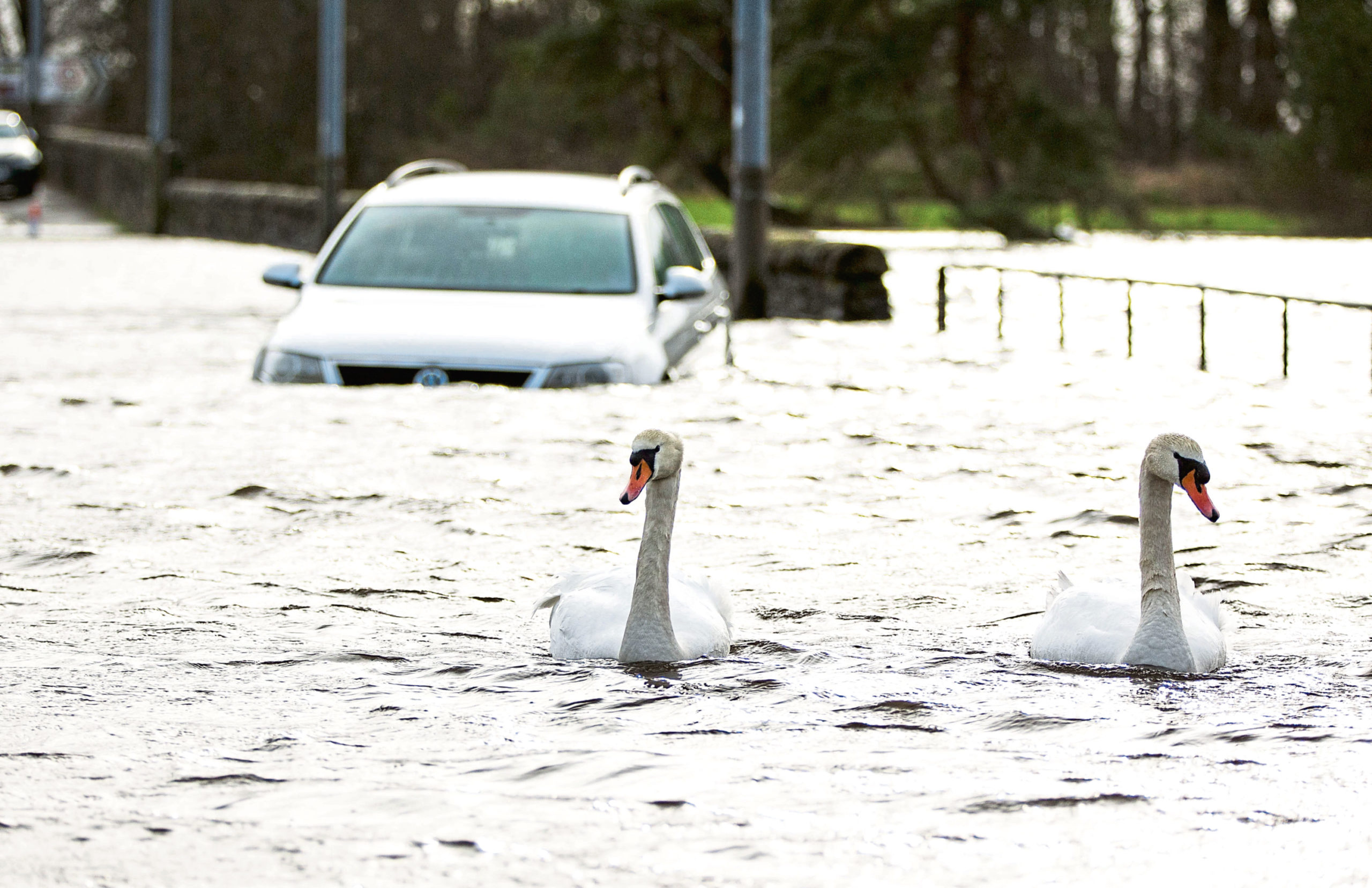 Swans swim past a car stuck in floods in Lochwinnoch, Renfrewshire