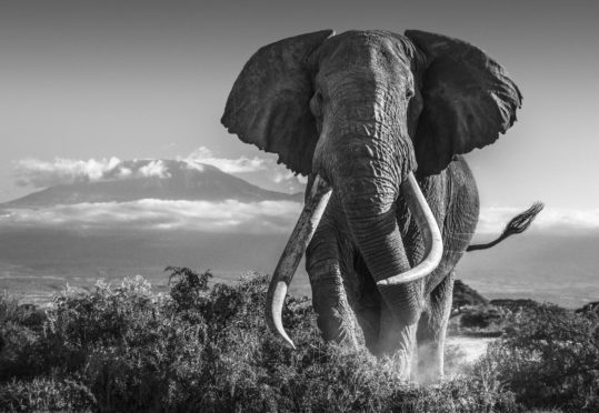 David says: “There can be little doubt this image is a career highlight and unquestionably the most warmly received photo I have taken.
I will always treasure this image. I doubt I will ever take a more powerful portrait of either an elephant or East Africa. To find him in the open in the foothills of Kilimanjaro offered a lucky opportunity and we took it.”