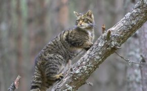 Genetic study fuels fears that Scottish wildcats are on brink