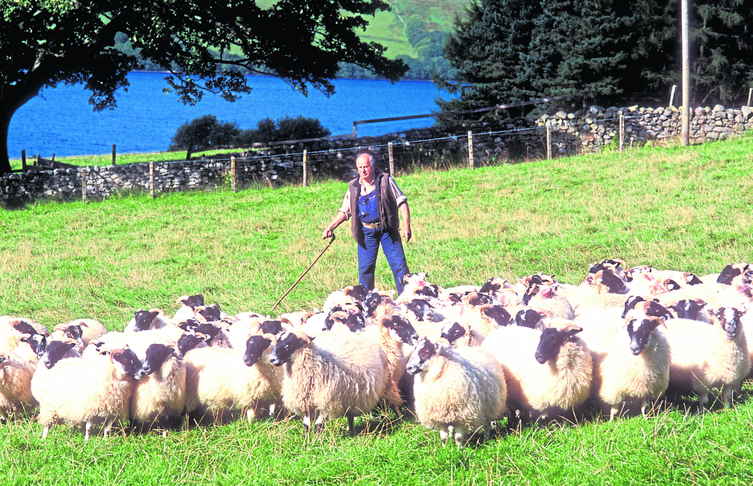 Mervyn at work with some of his flock of blackface sheep at his farm on the banks of Loch Tay