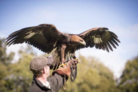 Make some feathered friends at The Falconry School, in the grounds of the spectacular hotel