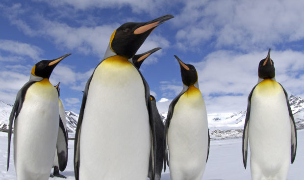 Penguins in South Georgia