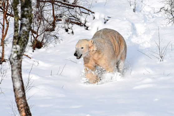 Hamish the polar bear