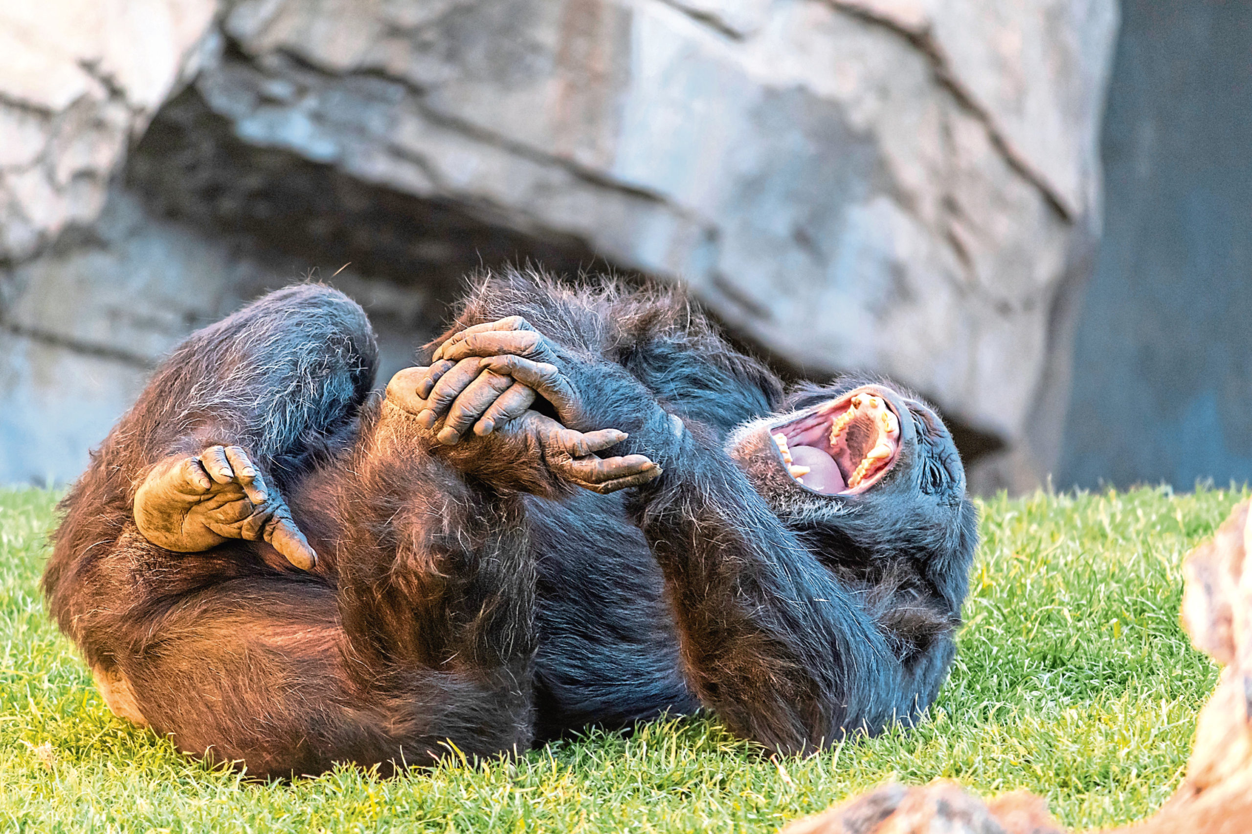 This chimpanzee clearly knows the benefits of a good laugh