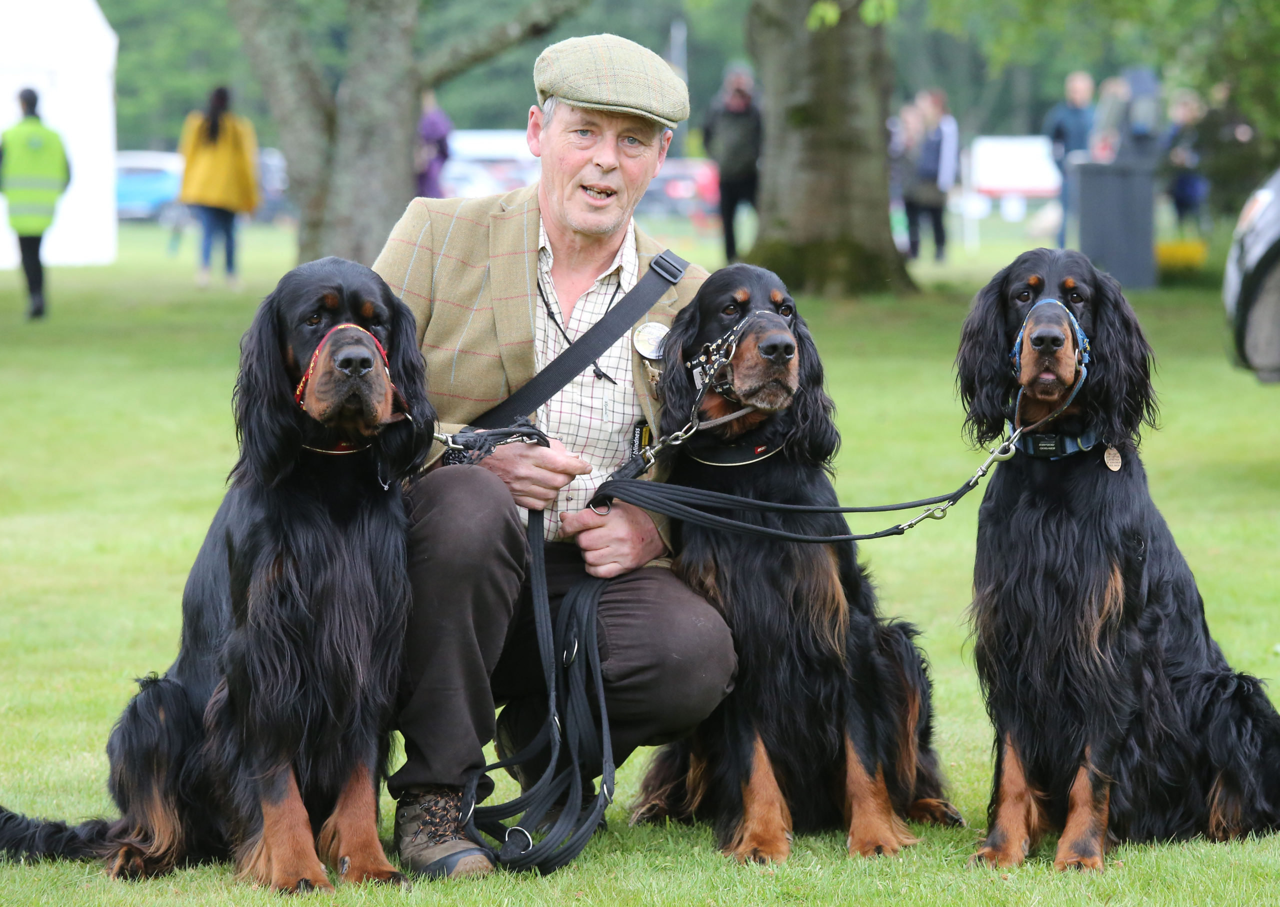 Hamish Miller with his Gordon Setters, Darcy, Bingley and Lucas