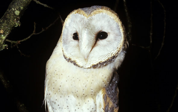 A barn owl