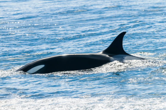 An orca whale