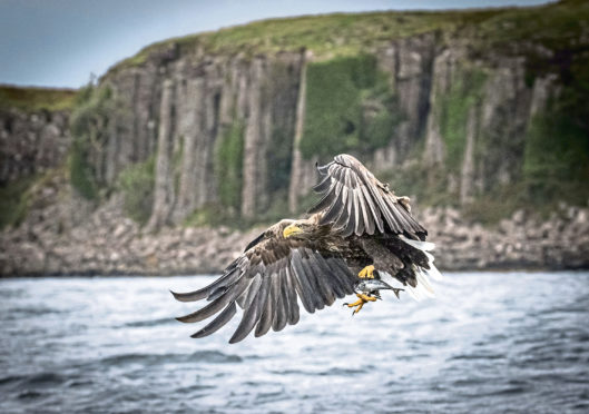 A white-tailed eagle swoops down on a fish off the Isle of Mull