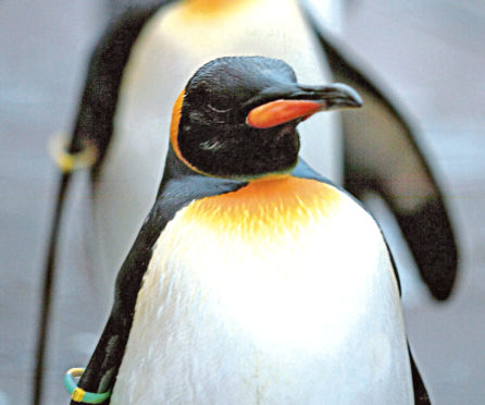 Penguins at Edinburgh Zoo.