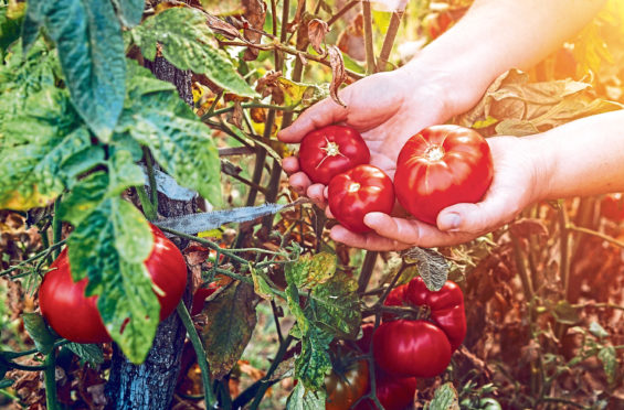 The pick of the crop – you will love growing your own tomatoes
