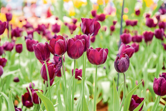 Tulips are always a visual treat in the garden but, while you admire their beauty, remember all the gardening tasks, such as watering plants, that you should be doing now