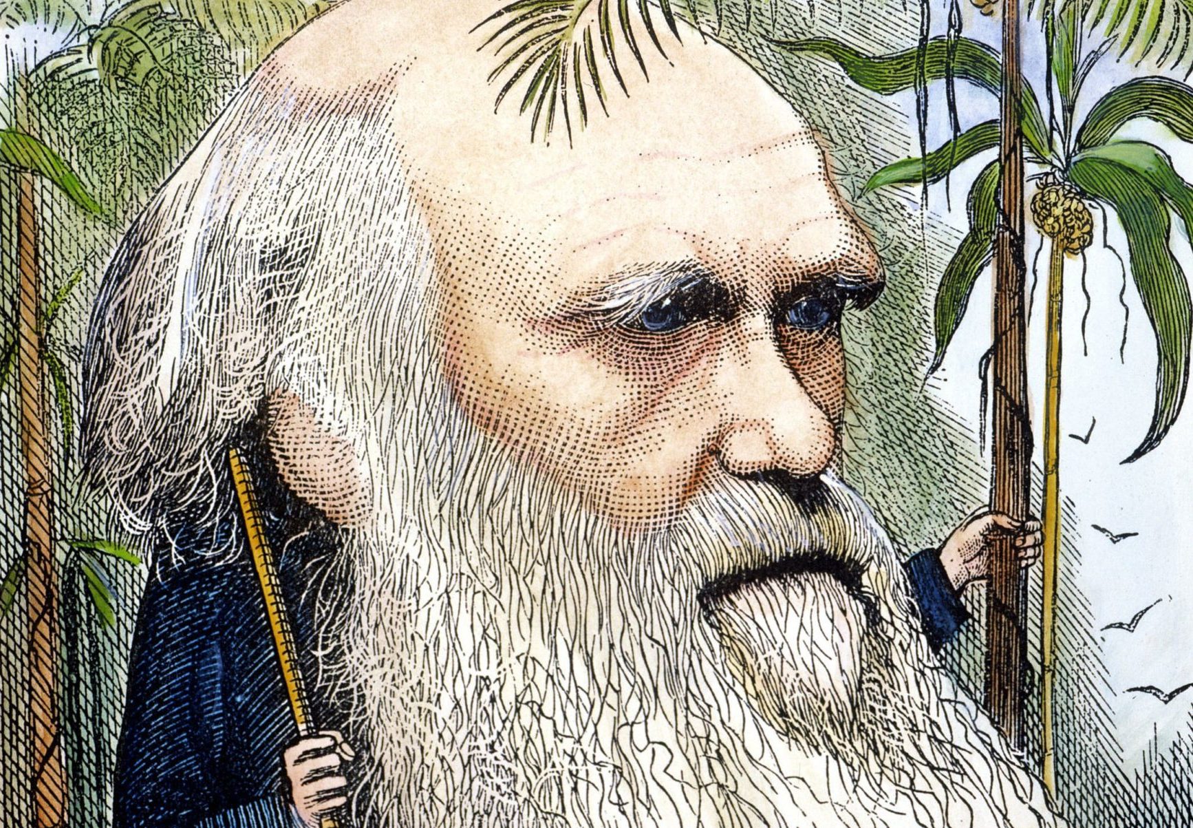 A caricature of Darwin, dating back to 1872, by Frederick Waddy
