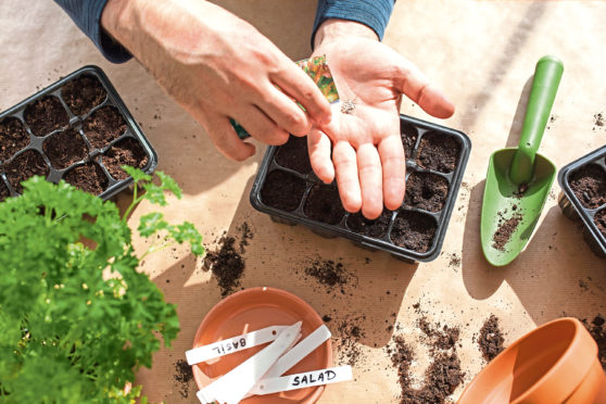 With so much time on our hands, many of us are finding the joys of growing from seed – 
but you can avoid one of the most common mistakes if you use a good quality compost