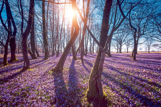 A carpet of violet crocuses is a beautiful sight to behold