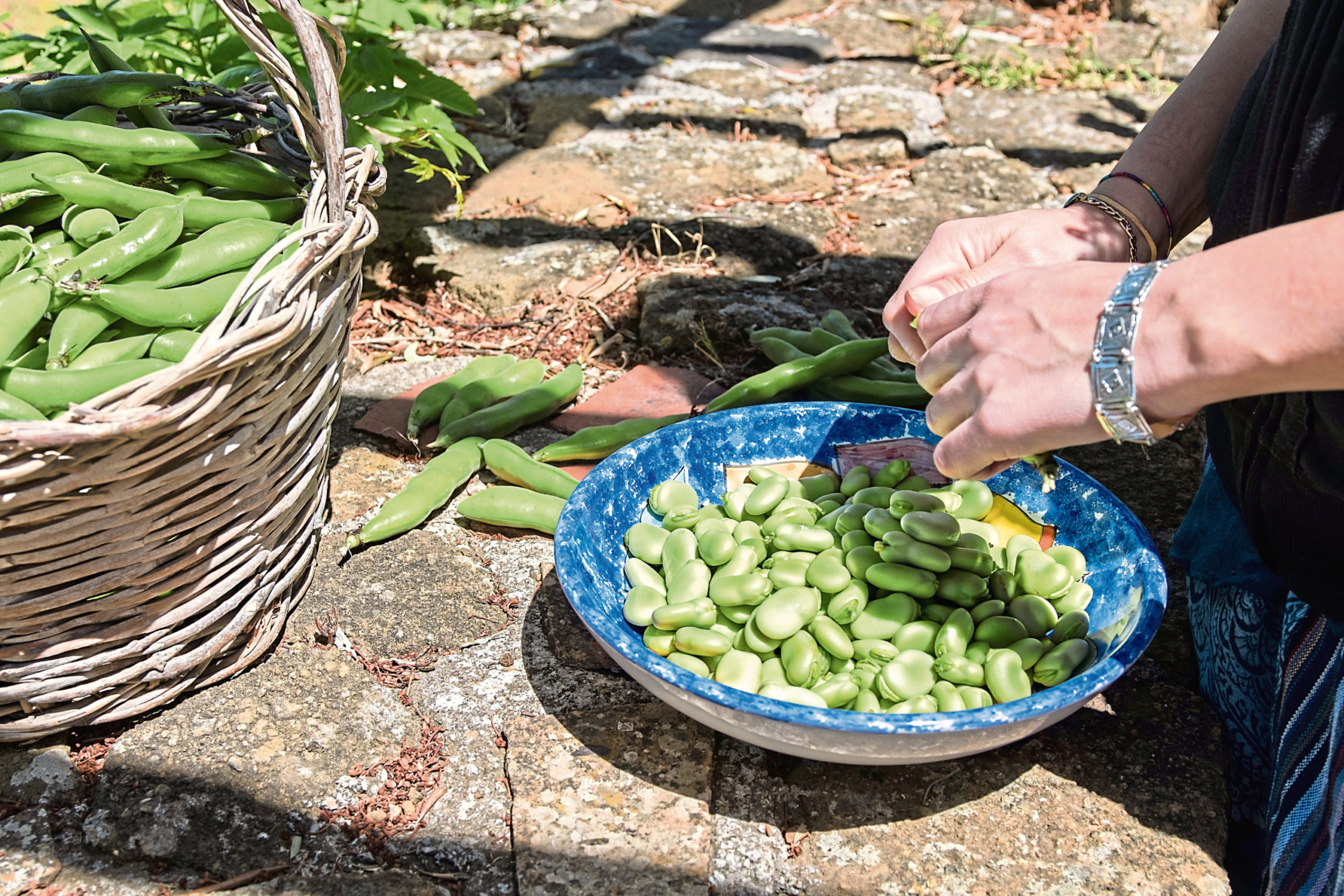 Broad beans are easy to grow – and they are delicious
