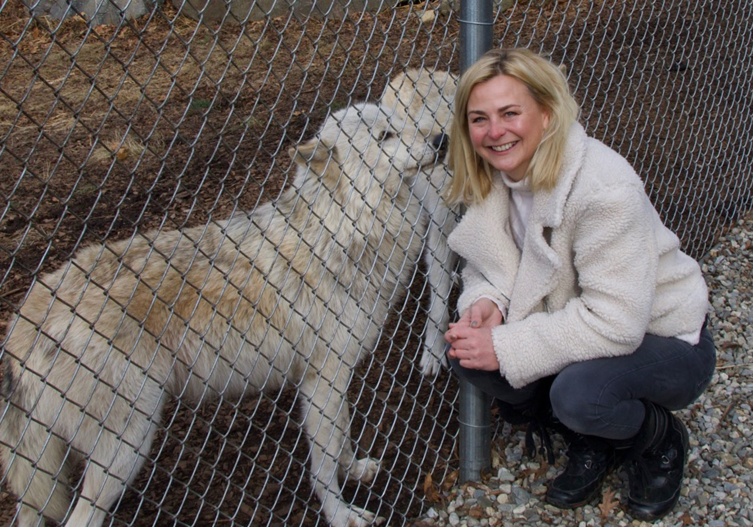 TV presenter Philippa Forrester says wolves are no concern – they won’t attack humans, just stare at you
