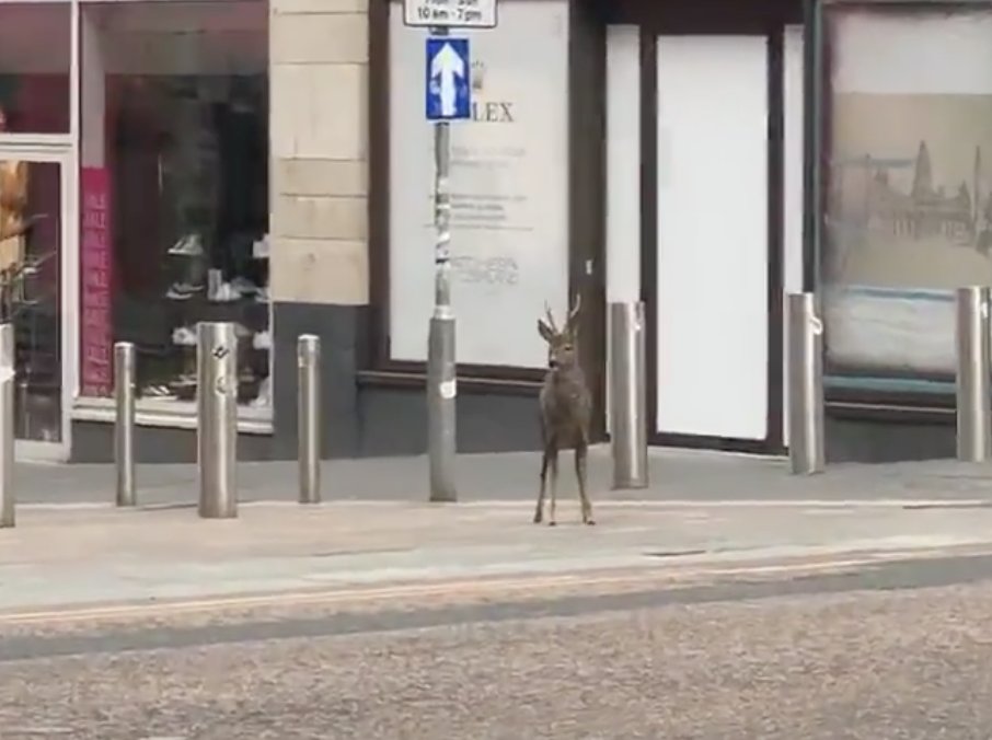 The roe deer is filmed by a city-centre worker roaming about in Glasgow’s deserted Buchanan Street