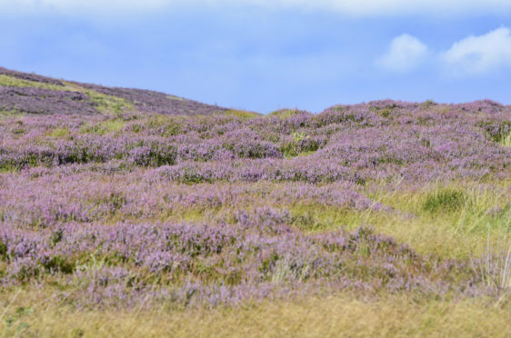 Langholm Moor