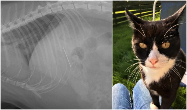 Vets’ X-ray shows the needle swallowed by pet cat Ozzy, right