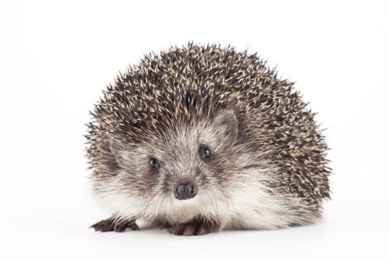 Hedgehogs are among the animals thriving as lockdown keeps drivers off the deserted roads of Scotland