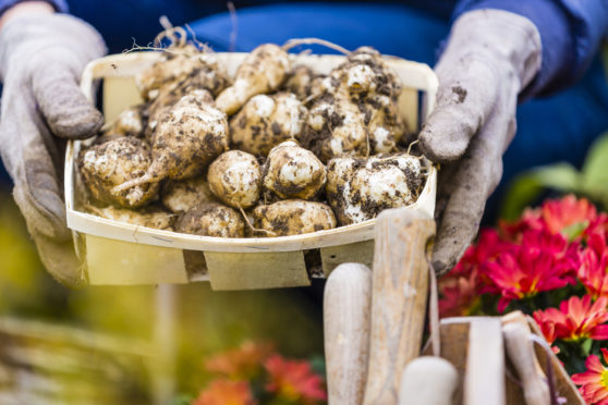 Tired of tatties? Try growing Jerusalem artichokes