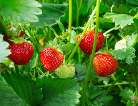 Whether they are eaten as a mini-treat before you even leave the garden, savoured
with lashings of cream, or turned into jam, you can never grow too many strawberries