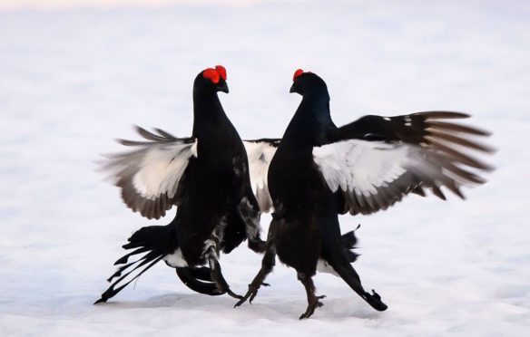 Black grouse, pictured lekking during courtship ritual, are among the birds at home on Langholm Moor
