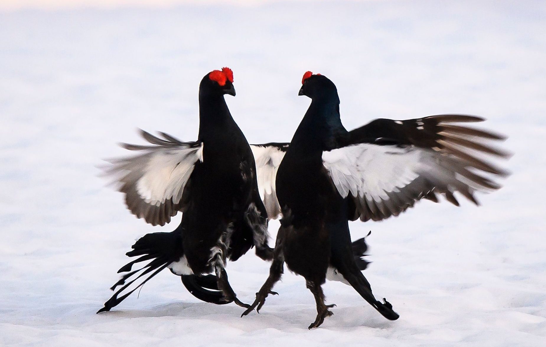 Black grouse, pictured lekking during courtship ritual, are among the birds at home on Langholm Moor